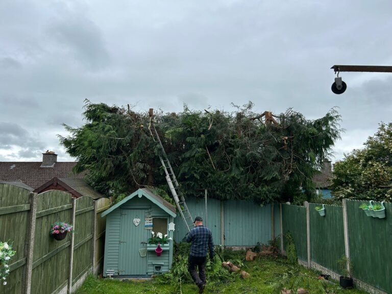 Professional Tree Care Company Apart in Safety